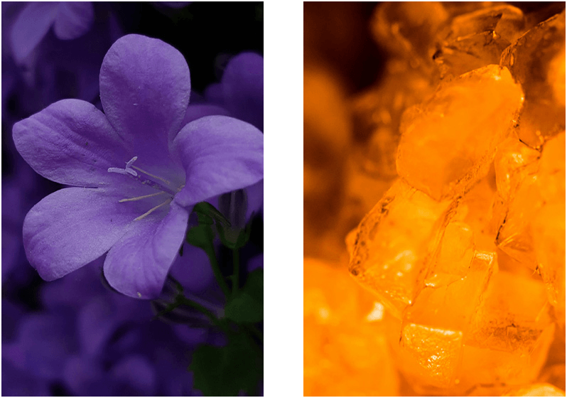 Bloemig amber